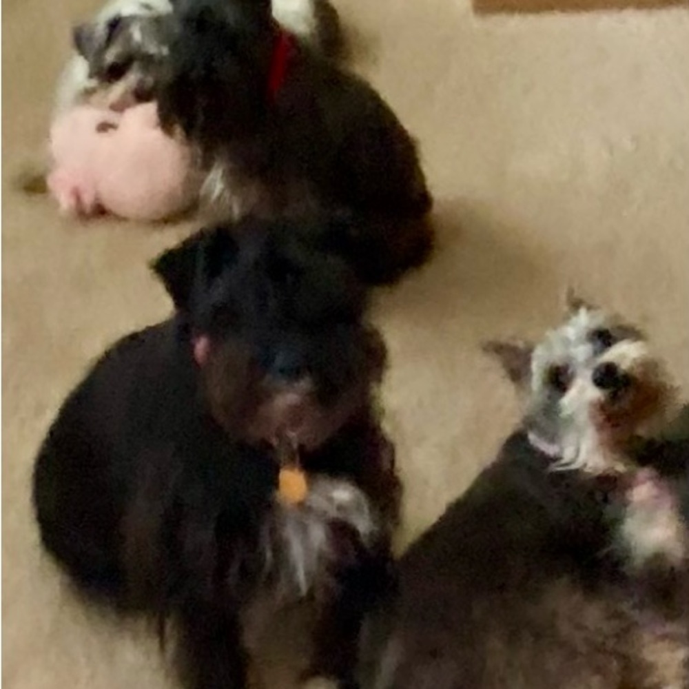 Please help me get 1000 likes by June 12th! Please share if U liked it before Ty - Picture 13 of 16